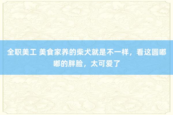 全职美工 美食家养的柴犬就是不一样，看这圆嘟嘟的胖脸，太可爱了